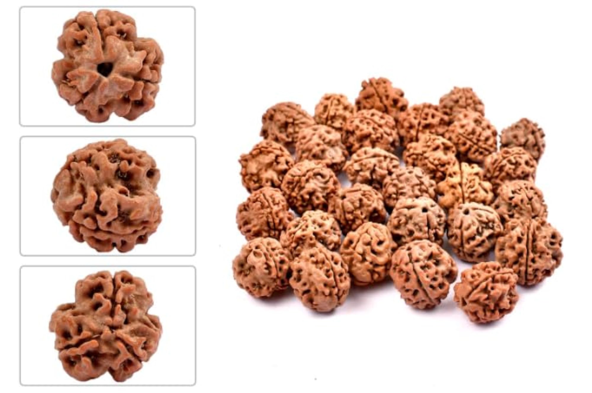 Natural 3 Mukhi Rudraksha Bead, Certified Original
