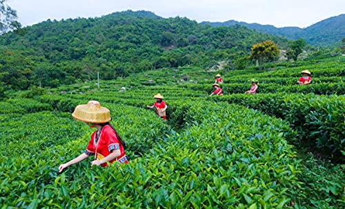 250g Top Nice Lapsang Souchong Té Té rojo Wuyi Zhengshanxiaozhong Té Té negro - Imagen 7