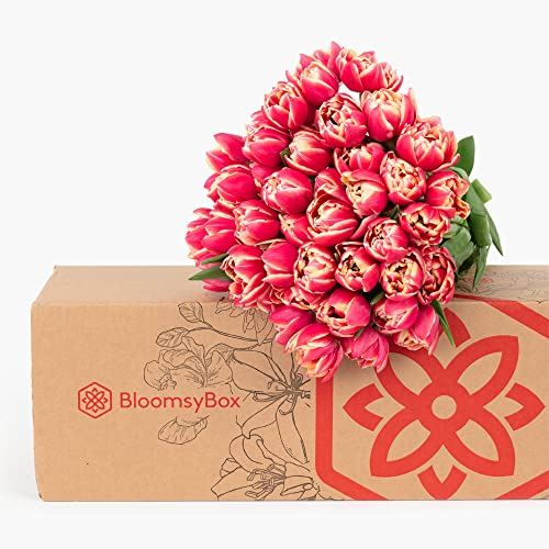 bloomsybox bouquet pink peony tulips flowers 50 stems large fresh flowers from california farms red pink with white edges fresh cut flowers easy to care  care card amp flower food included