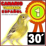  30 Minutos De Canto Del Canario Timbrado Español. Metodo De Entrenamiento. Bird Serinus Canaria (Canaries)