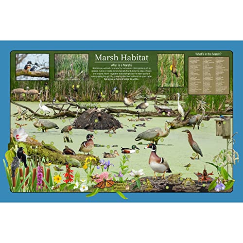 Marsh Habitat Nature Poster - Wetland Education Wildlife Science Chart