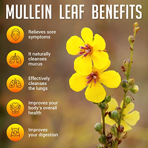 Sirunes Mullein Leaf Extract 2Oz - Verbascum Thapsus Liquid Supplement - Herbal Tincture Promoting Lung, Respiratory & Digestive Wellness - Natural Sleep Support - Vegan #TOP4