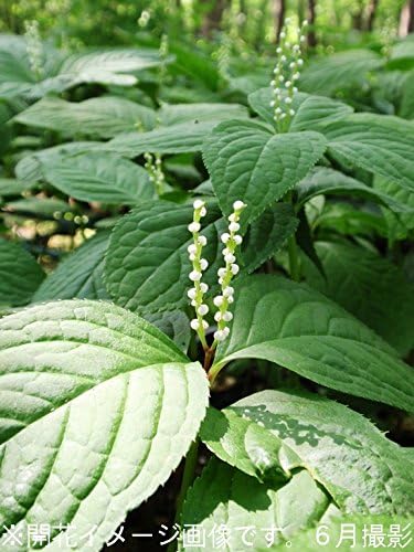 Amazon 紫桜館山の花屋 山野草 フタリシズカ 二人静 9cmポット仮植え苗 Diy 工具 ガーデン