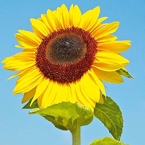 Suttons Titan Sunflower Seeds for Gardens Cover