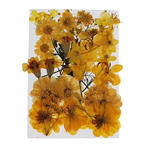 Flores prensadas secas naturales para manualidades miniatura 1