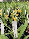 Odontocidium Catatante 'Sun King' Comes in 4" Pot