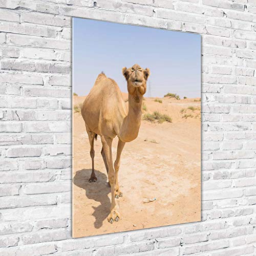 Déco mural derrière le plastique acrylique chameau désert 70x100 cm