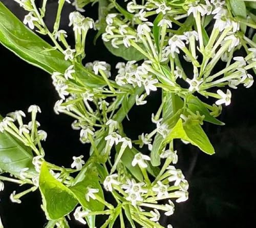 Image of Live Raat Rani Plant (Cestrum nocturnum) | Night Blooming Jasmine Live Flower Plant with Pot | Raat ki Rani Fragrant Outdoor Indoor Plant for Home Garden Balcony