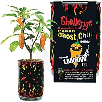 Peach Ghost Chili Pepper Grow Kit by Magic Plant - 1 Kit - Superhot Orange Bhut Jolokia, Ignite Your Dishes and Drinks, DIY All-in-One Grow Kit, 800K-1M SHUs, Indoor - Outdoor Gardens or Gift