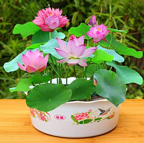 Live Aquatic Hardy Bowl Lotus Flower Plant, Mixed Colors Bonsai