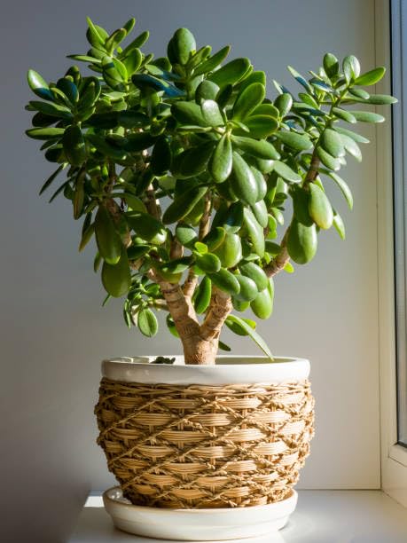 Sky Nursery Jade Live plant | jade plant | jade plant indoor live plant |Indoor Jade | Live Plant | Indoor Decor | Study Table Decor | Real Plant | Potted Plant | Home Decor Jade Plant | CCX (B0CS9811H4) Amazon Price History, Amazon Price Tracker