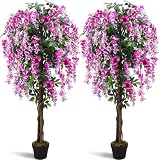 Thiccywoov Rosy Pink 2-Pack