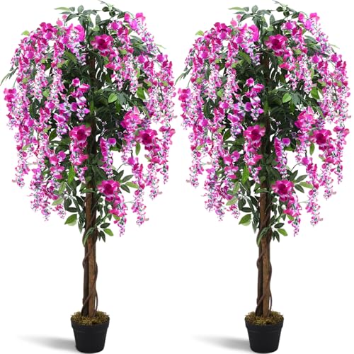 Thiccywoov 5ft Rosy Pink Wisteria Tree (2 Pack)