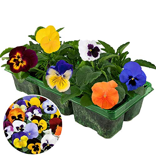 Pansy Mix | 6 Pack of Vibrant Garden Ready Bedding Plants for Pots Containers