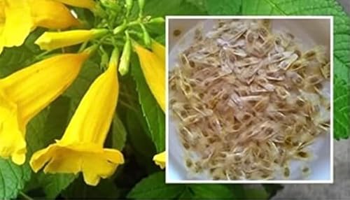 Miniatura 4 de Tecoma Stans - 40 semillas, flores amarillas brillantes, flor esperanza, arbusto de trompeta, semillas de flores (40 semillas)