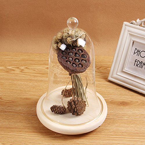 Artlass Glass Bell Shape Display Dome With Wooden Base 8.6" X 5.9" #TOP1