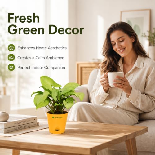 Image of Syngonium White Plant Live Indoor Plant with Pot, Air Purifying Houseplant for Home Decor, Low Maintenance Indoor Plants for Home, Live Plants with Pots, Office Desk Plant