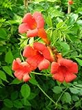 Plantenwelt