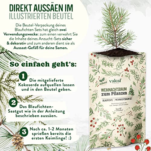 valeaf Weihnachtsbaum Anzucht Set I tolle Geschenk-Idee, Wichtelgeschenke Weihnachten, Nikolausgeschenke und Garten Geschenke I Weihnachtsbaum aus der Dose (Blaufichte 3)