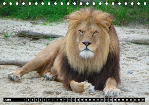 Löwen (Tischkalender immerwährend DIN A5 quer): Der Löwe wird als König der Tiere bezeichnet (Tischkalender, 14 Seiten) (CALVENDO Tiere) [Kalender] [Jan 13, 2014] Stanzer, Elisabeth