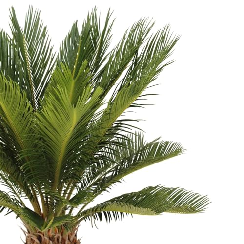 Cycas Revoluta Natural Palmera de Exterior Resistente y Ornamental