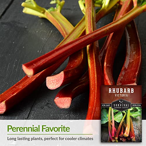 Survival-Garden-Seeds-Victoria-Rhubarb-Seed-for-Planting-Packet-with-Instructions-to-Plant-and-Grow-Delicious-and-Tangy-Red-Stalks-in-Your-Home-Vegetable-Garden-Non-GMO-Heirloom-Variety Survival-Garden-Seeds-Victoria-Rhubarb-Seed-for-Planting-Packet-with-Instructions-to-Plant-and-Grow-Delicious-and-Tangy-Red-Stalks-in-Your-Home-Vegetable-Garden-Non-GMO-Heirloom-Variety