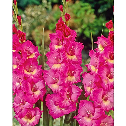 Made and Shipped in USA, Large Bulbs (10) Spic & Span Spectacular Large Flowering Bullbs Gladiolus Salmon Pink Gladioli,Sword Lily Bulb, Plant, Start, Root