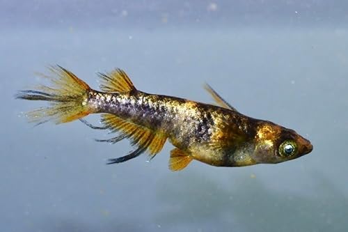 メダカ 金閣１ペア めだかファーム沖縄 同時購入＋α増のサムネイル