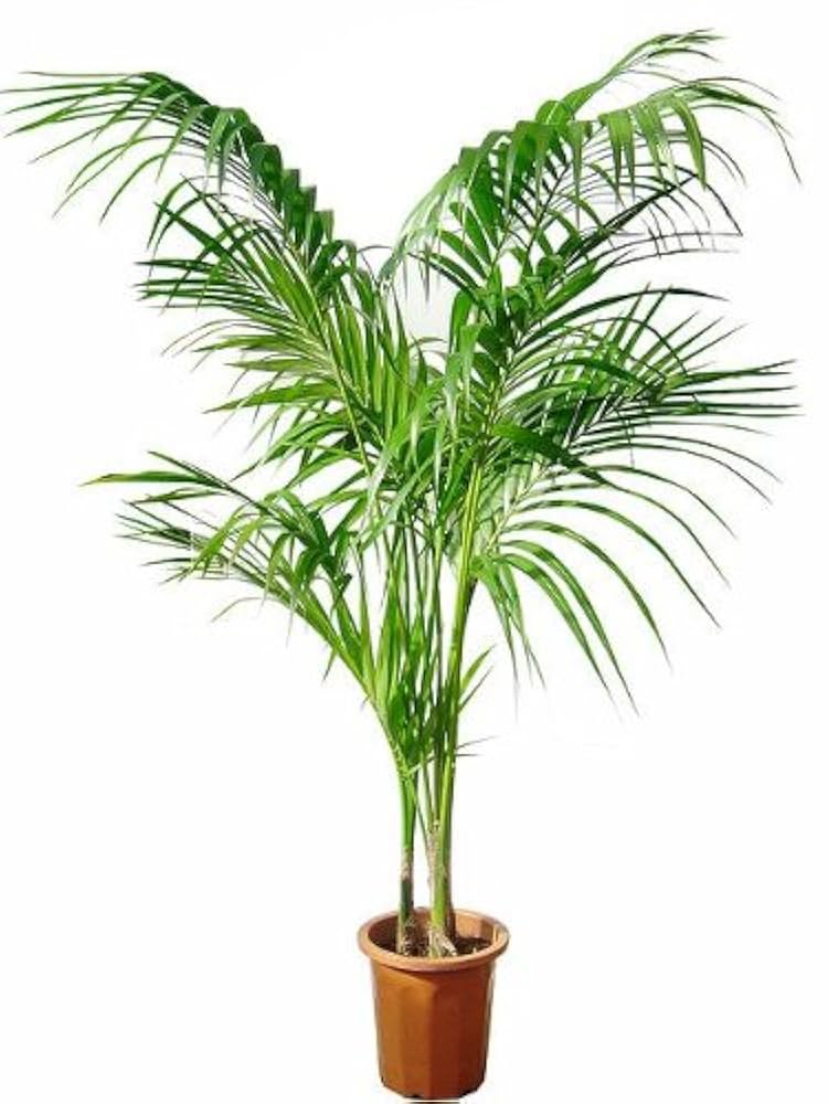 Amazon | ケンチャヤシ 10号サイズ | MAKIMO PLANT | 観葉植物