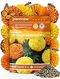 Tri-Color Marigold Seeds for Planting | 15,000+...