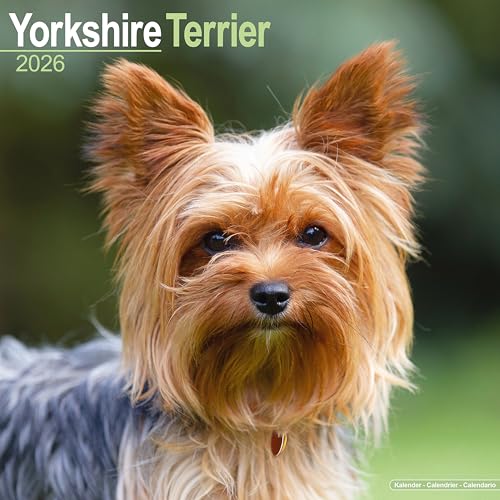 Yorkshire Terrier 2026 Calendar  Square Wall Calendar  Dog Breed Gift  Plastic Free Packaging  by Avonside Publishing