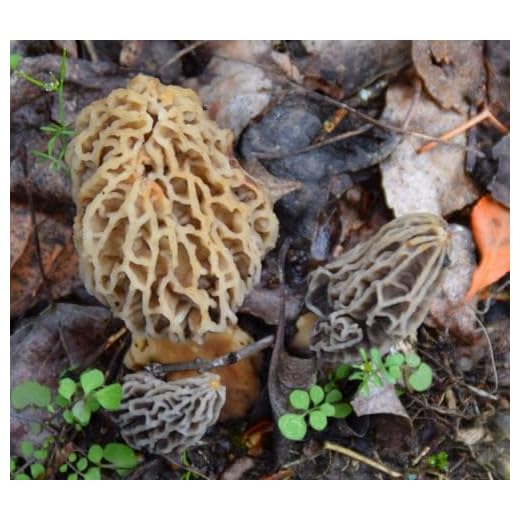 Morel Mushroom Growing Kit for Home Gardeners