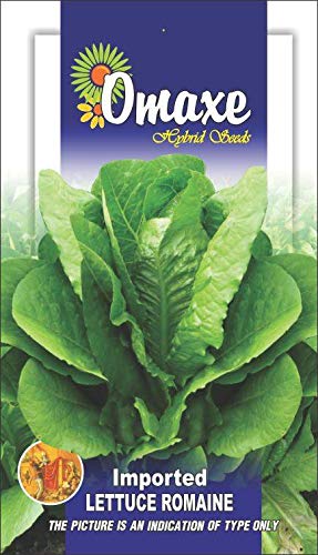 Omaxe Seeds Lettuce Imported Romaine Green Exotic Seeds Kitchen Garden Packet (B07MM5PTFV) Amazon Price History, Amazon Price Tracker