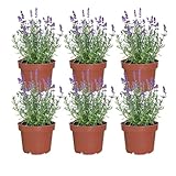 Lavendel Pflanzen winterhart lila-blau 6er Box | Lavandula angustifolia im 13 cm Topf | Blumen ungiftig, tierfreundlich & frisch aus der Gärtnerei | ideal für Beet, Kübel & Balkonkästen | Green Me Up