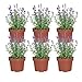 Lavendel Pflanzen winterhart lila-blau 6er Box | Lavandula angustifolia im 13 cm Topf | Blumen ungiftig, tierfreundlich & frisch aus der Gärtnerei | ideal für Beet, Kübel & Balkonkästen | Green Me Up