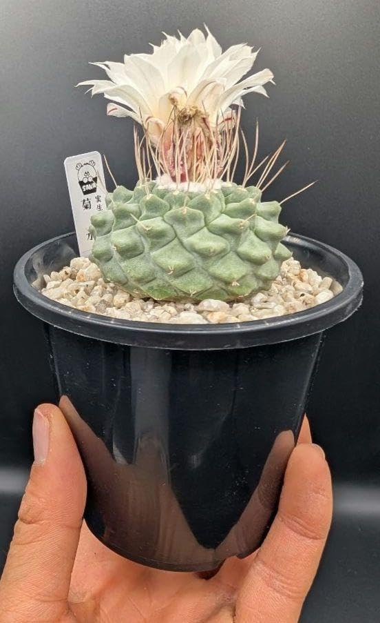 菊水 大型タイプ 実生 鉢植えメルカリ便送料込み 菊水 大型タイプ 実生 鉢植えメルカリ便送料込み 菊水 大型タイプ 実生