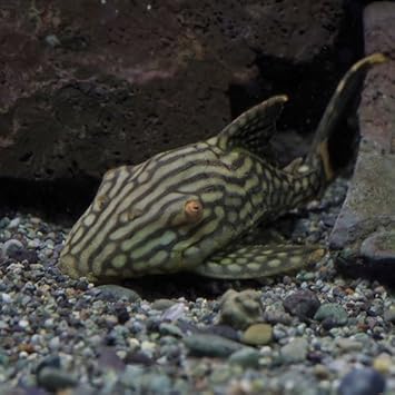 Amazon 熱帯魚 ハーフスポットロイヤルプレコ 約15 17cm 1匹 生体 ペット用品 通販