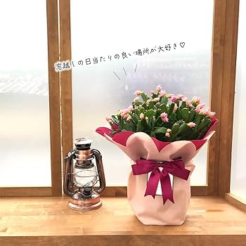 mihomiho デンマークカクタス 薔薇咲き ピンク系 E 　発根済み mihomiho様専用 デンマークカクタス 薔薇咲き ピンク系 E 発根済み