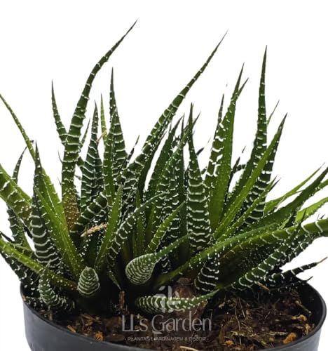 Mudas Cactos Rabo De Lagartixa Plantas Naturais Coleção Rara