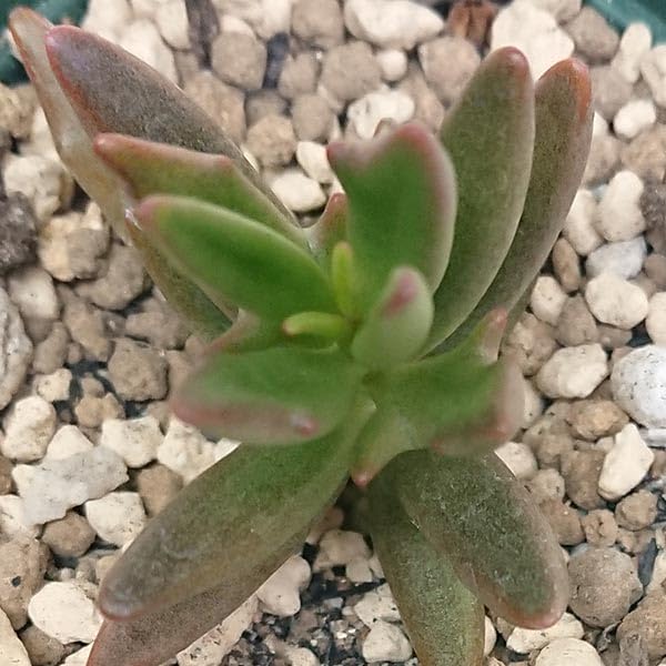 Amazon｜多肉植物 カランコエ属 トナカイの舞 キーエンシス カット極小