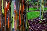 Schöner Eucalyptus Deglupta - Rainbow Gum - Seltene exotische tropischer Baum Bonsai Samen (50)