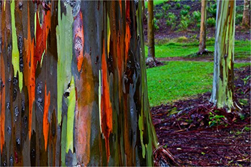 Bella Eucalyptus Deglupta - arcobaleno Gum - rare esotiche Semi Albero tropicale Bonsai (50)