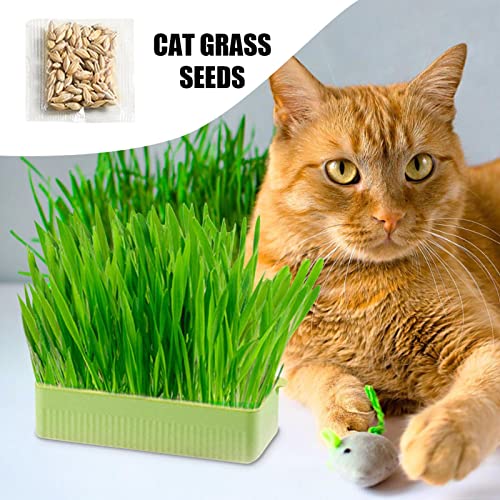 Virtcooy Kit erba gatta - Sprouter Vassoio