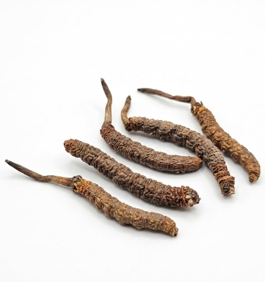 Kiida Jadi (5pcs) keedajadi | Natural Himalayan Caterpillar Specimen, Rare Biological Formation, Dried Collectible for Study and Display-picture-32