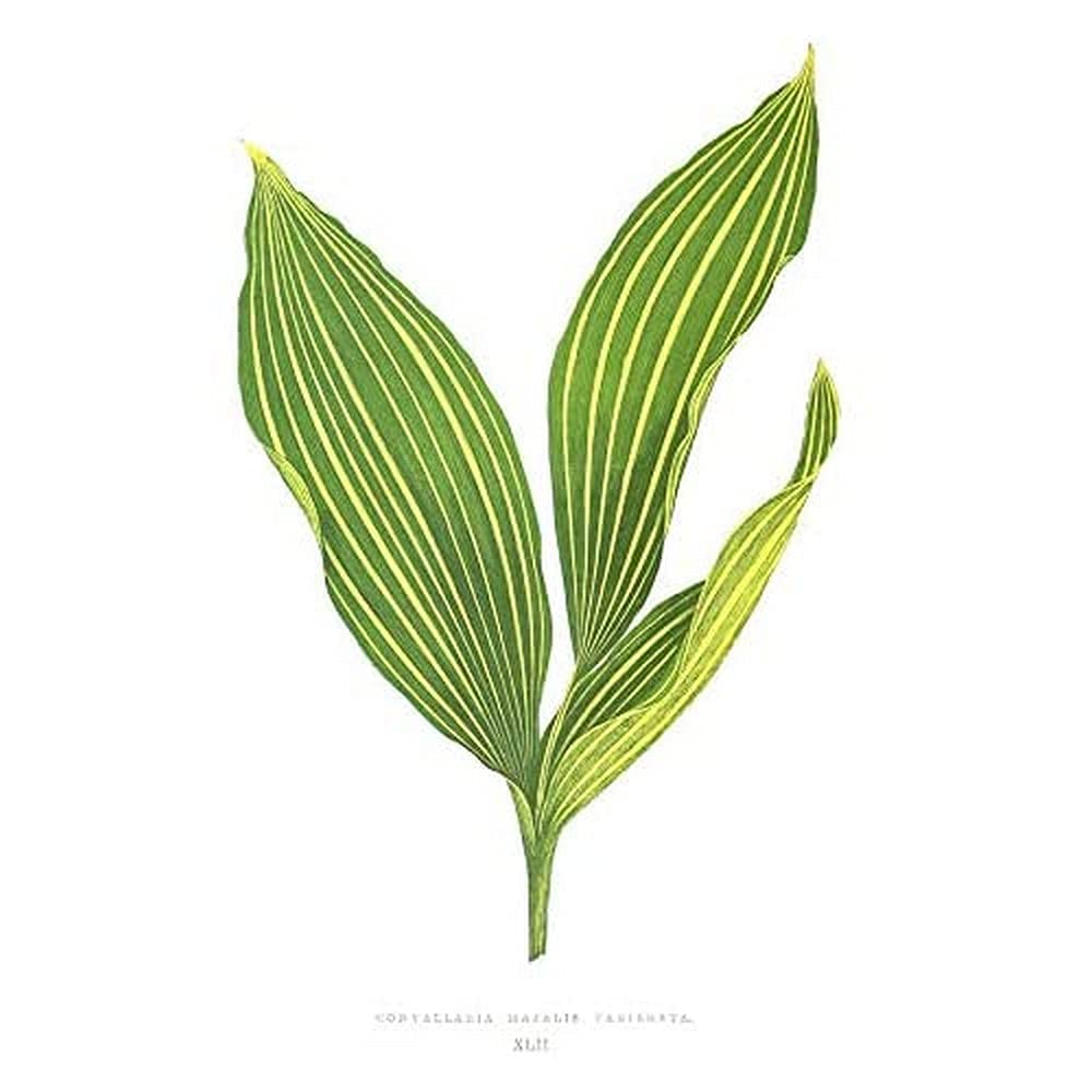 Wee Blue Coo Leaf Convallaria Majalis Variegata Art Print Canvas Premium Wall Decor Poster