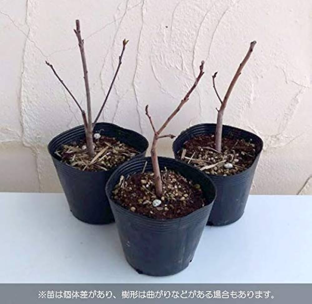 スモークツリー苗　苗木3号964・958・954・961 スモークツリー苗 苗木3号964・958・954・961 スモークツリー苗