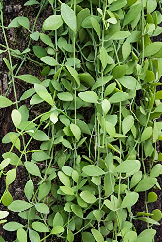 Kolkata Orchid Online DISCHIDIA NUMMULARIA Flower Live Plant, Best for Indoor Hanging Plant with POT (B07CLCNQ2D) Amazon Price History, Amazon Price Tracker