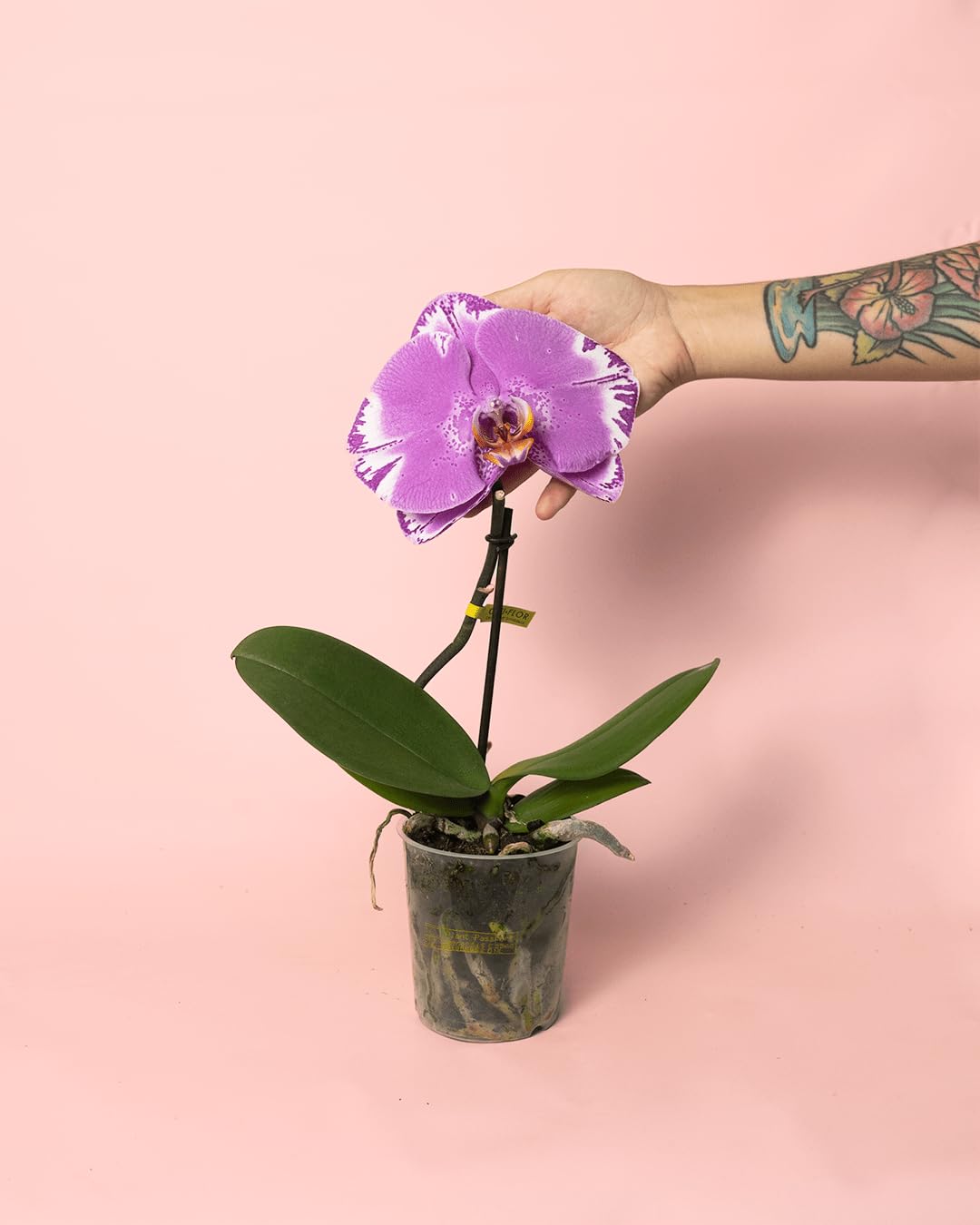 Orquídea Singolo Victorio | Plantas Naturales | Pur Plant