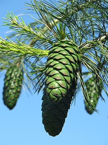 10 Semillas de Pinus armandii (Pino Blanco Chino) – Conífera Perenne Ornamental y Resistente al Frío