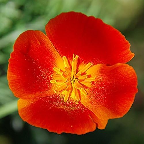 Non GMO Bulk California Poppy Seeds - Mikado Eschscholzia californica (25 lbs)